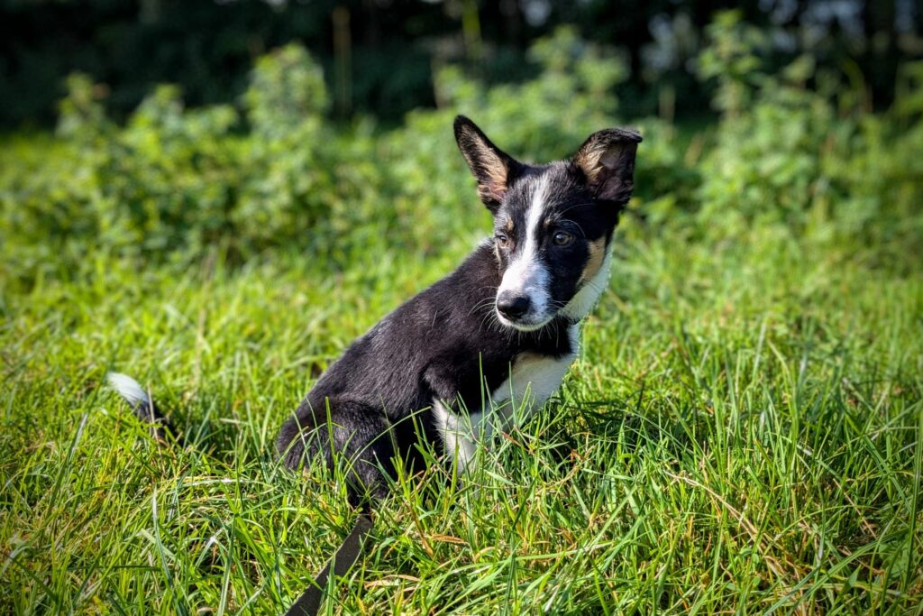 Foto van border collie Bruno